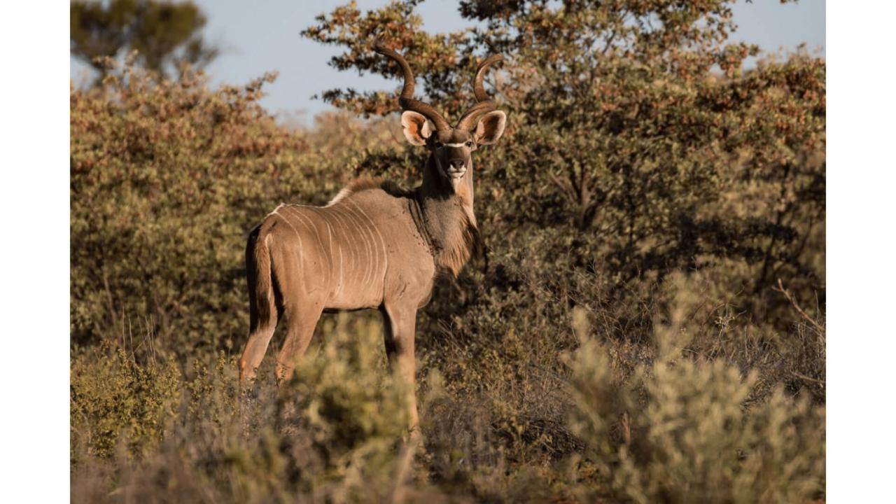 Sandune Game Lodge Gobabis Экстерьер фото